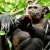 Introduction to Animal Cognition
